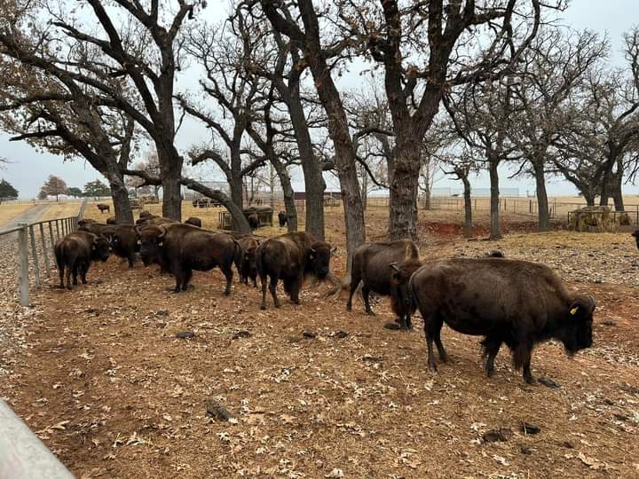 Bison hunts